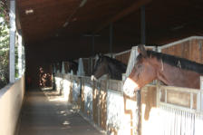 Pensionsstall mit besonderer Bauweise um den Bedrfnissen der Pferde bzgl. Licht und Luft gerecht zu werden.